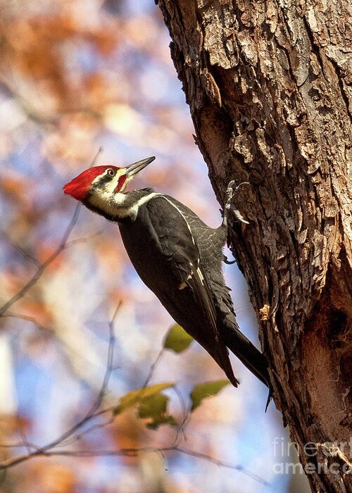 Pileated Woodpecker Greeting Card featuring the photograph Pileated Woodpecker by Phil Spitze
