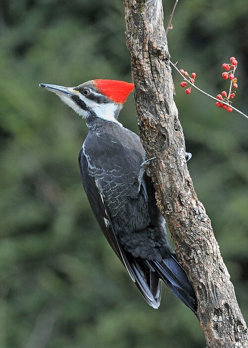Bird Greeting Card featuring the photograph Pileated Woodpecker Watching It's Back by Alan Lenk