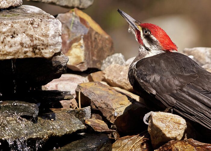 Bird Greeting Card featuring the photograph Pileated Woodpecker2 by Loni Collins