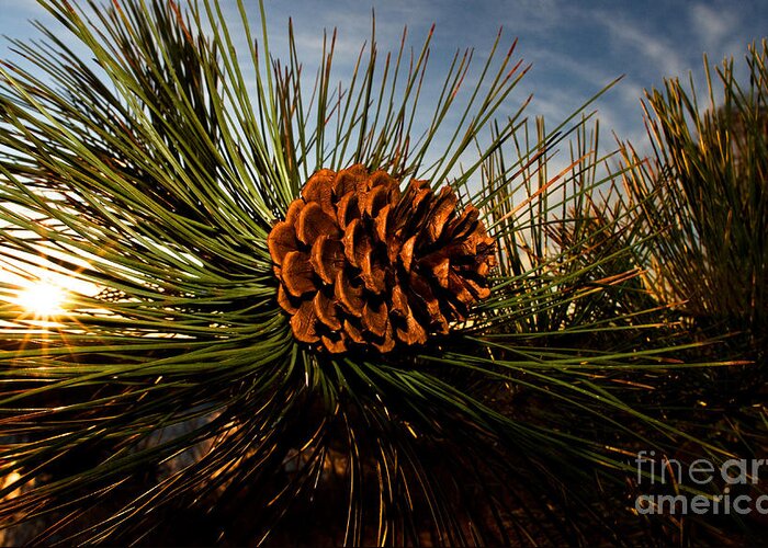 Pine Cone Greeting Card featuring the photograph Pine Cone by Terry Elniski