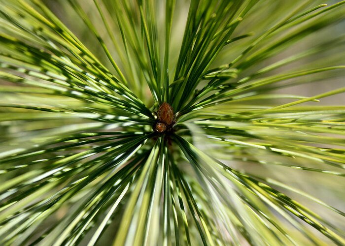 Pine Needles Greeting Card featuring the photograph Pine Needles by Laura Kinker