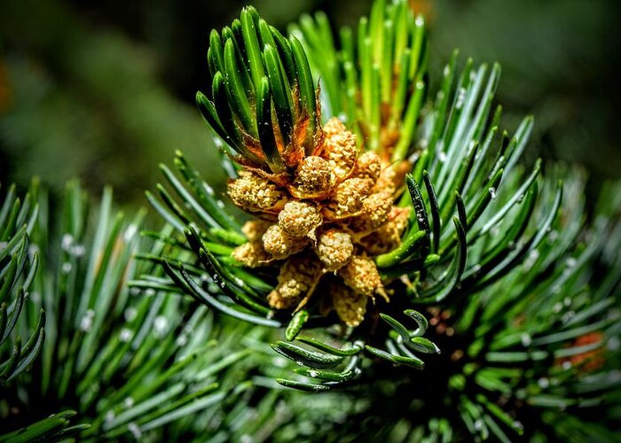 Pine Pollen Greeting Card featuring the photograph Pine Pollen by Michael Brungardt