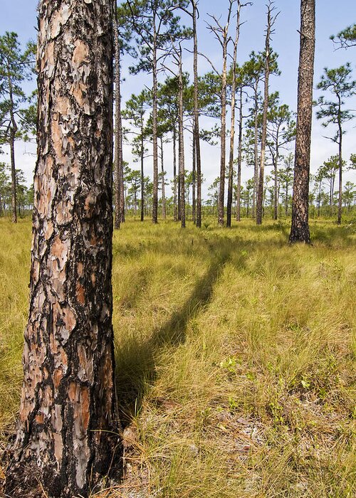 Tree Greeting Card featuring the photograph Pine Savanna II by Bob Decker