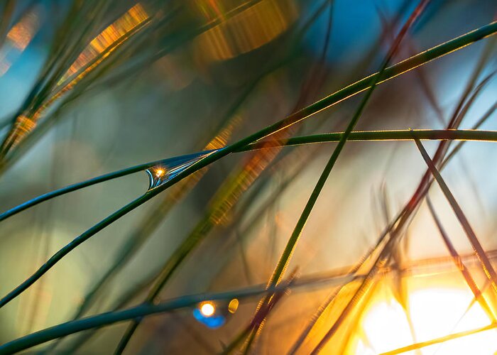 Pinestraw Greeting Card featuring the photograph Pine Needle Sunset by Brad Boland