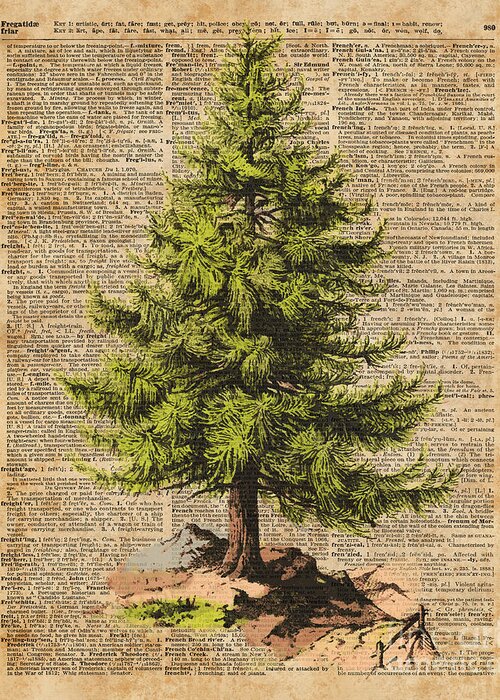 Forest Greeting Card featuring the digital art Pine Tree,Cedar Tree,Forest,Nature Dictionary Art,Christmas Tree by Anna W
