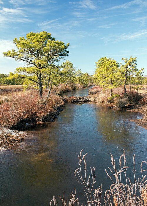 New Jersey Greeting Card featuring the photograph Pinelands Water Way by Kristia Adams