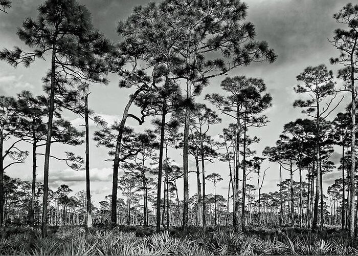 Outdoor Scene Greeting Card featuring the photograph Pines and Palmettos by Sally Weigand