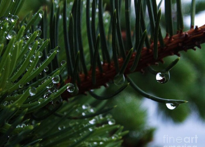 Rain On Conifer Greeting Card featuring the photograph Pining Away by J L Zarek