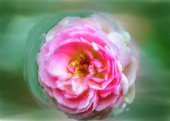 Color Greeting Card featuring the photograph Pink #a5 by Leif Sohlman