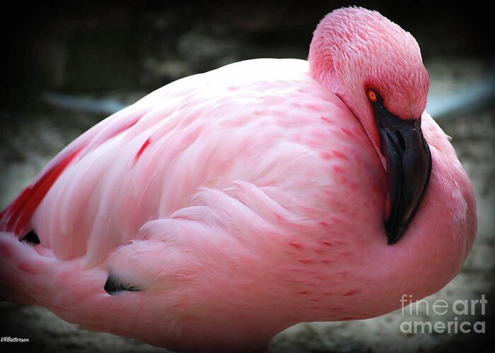Pink Greeting Card featuring the photograph Pink at the Memphis Zoo by Veronica Batterson