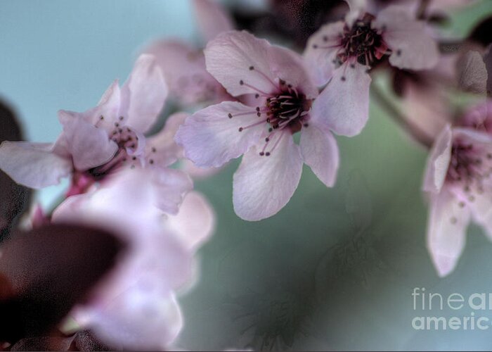 Pink Greeting Card featuring the photograph Pink Blossoms by Jim And Emily Bush