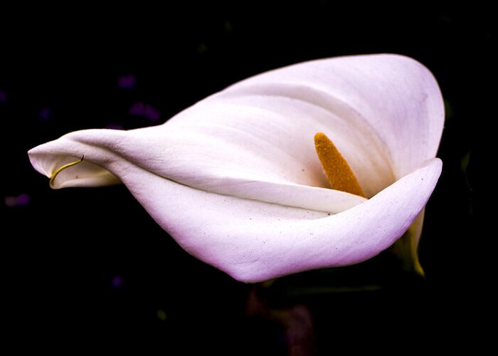 Calla Greeting Card featuring the photograph Pink Calla Lily by Venetia Featherstone-Witty