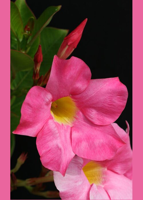 Pink Greeting Card featuring the photograph Pink Clock Vine Flower by Tammy Pool