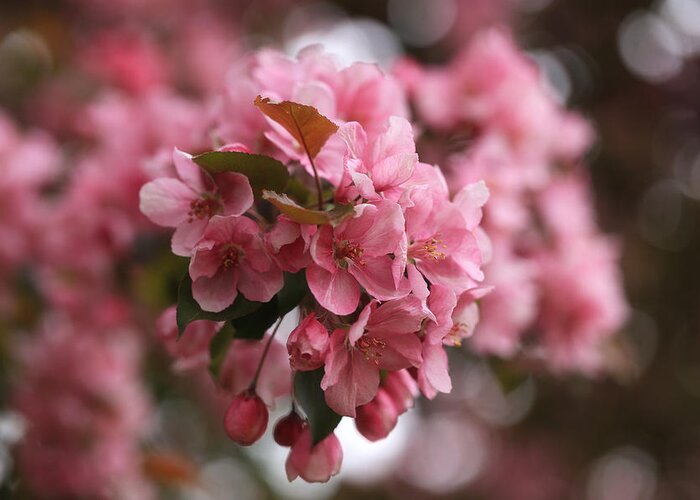 Pink Crabapple Blossoms Greeting Card featuring the photograph Pink Crabapple Blossoms by Rachel Cohen