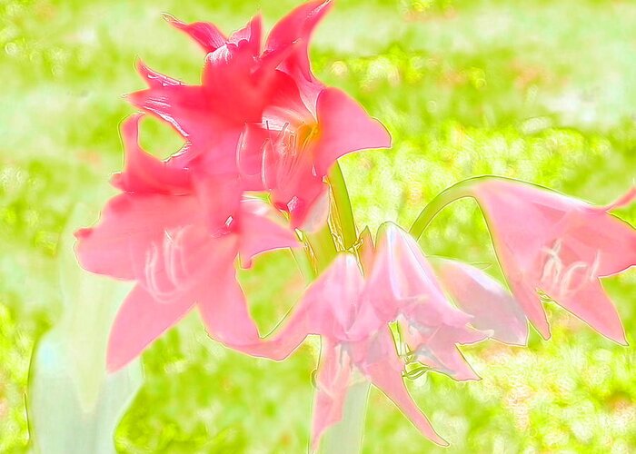 #pink #blooming #beauty #blooming From #crinum Lily Never Tire Of #flower #beauty #water Color Greeting Card featuring the photograph Pink Crinum Water Color Beauty by Belinda Lee