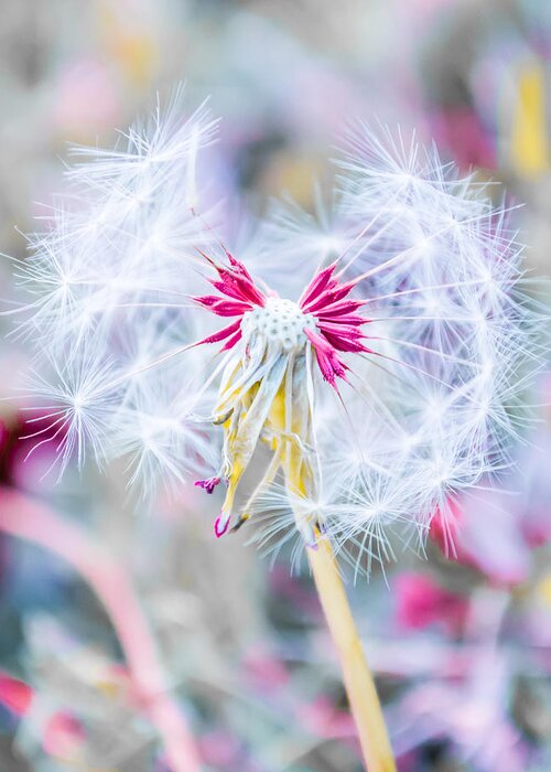 Pink Greeting Card featuring the photograph Pink Dandelion by Parker Cunningham