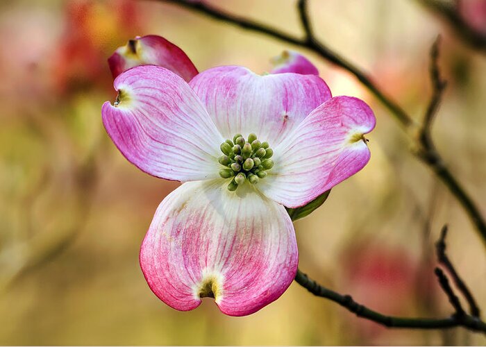 Nature Greeting Card featuring the photograph Pink Dogwood Bloom by Michael Whitaker
