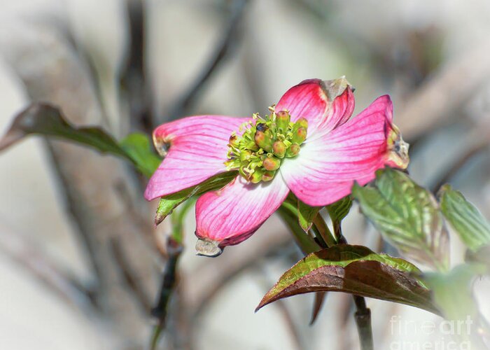 Pink Dogwood Greeting Card featuring the photograph Pink Dogwood by Kerri Farley