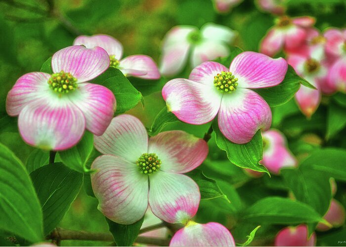 Dogwood Greeting Card featuring the photograph Pink Dogwoods 003 by George Bostian