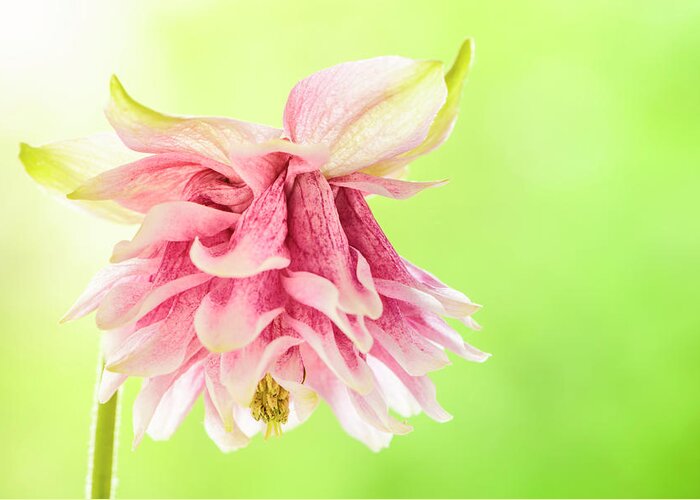 Beauty In Nature Greeting Card featuring the photograph Pink double columbine by Oscar Gutierrez