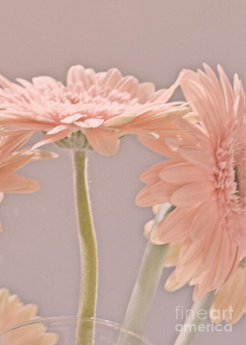 Pink Greeting Card featuring the photograph Pink Dreams by Traci Cottingham