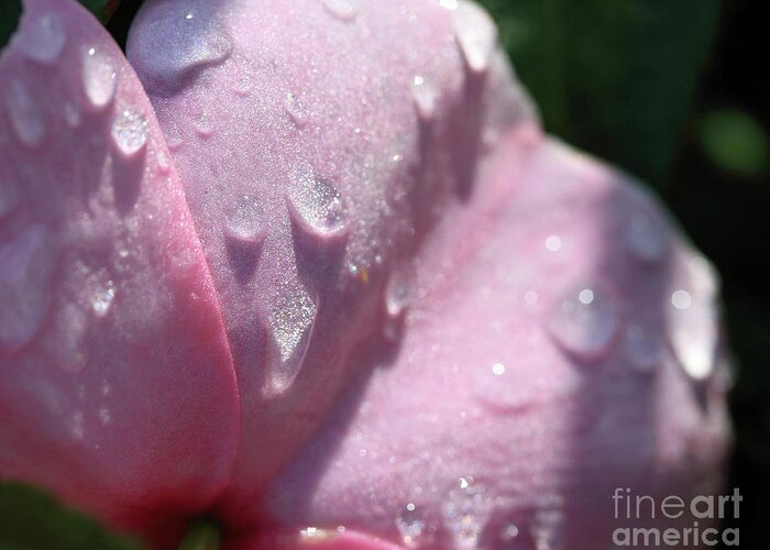 Garden Greeting Card featuring the photograph Pink Droplets by Mary Haber