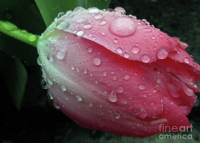 Tulips Greeting Card featuring the photograph Pink Drops 2 by Kim Tran
