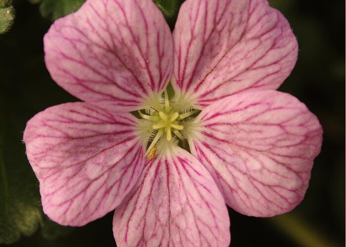 Flower Greeting Card featuring the photograph Pink Erodium by Adrian Wale