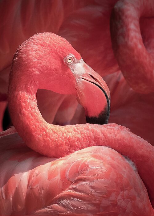 Pink Flamingos Greeting Card featuring the photograph Pink Flamingo Fort Worth Zoo by Robert Bellomy