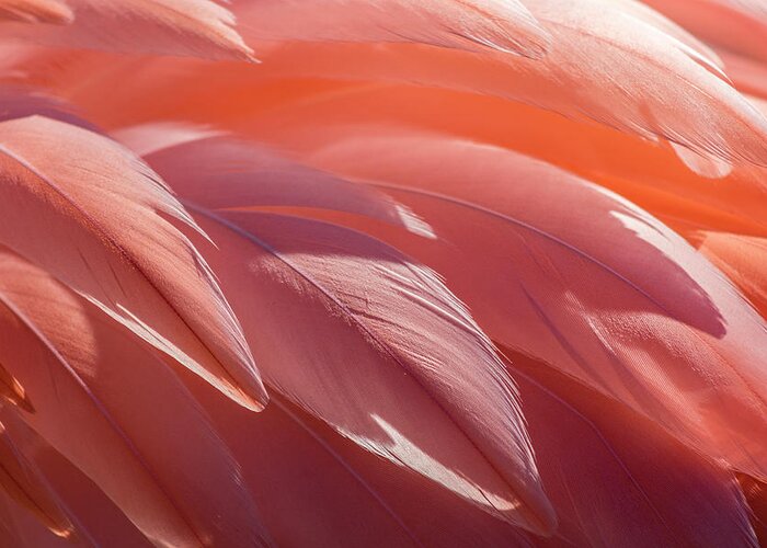 Abstract Greeting Card featuring the photograph Pink Flamingo by Holly Ross