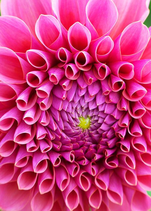 Flower Greeting Card featuring the photograph Pink Flower Close Up by Anthony Jones