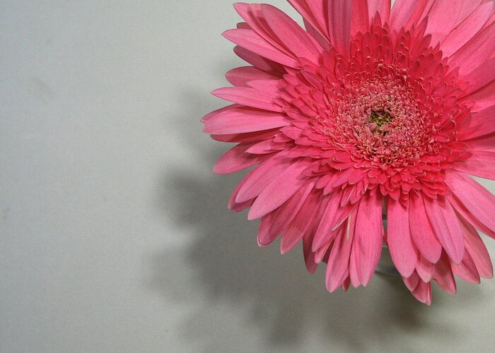 Pink Greeting Card featuring the painting Pink Gerbera by Marna Edwards Flavell