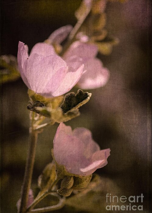 Globemallow Greeting Card featuring the photograph Pink Globemallow Wildflowers by Tamara Becker