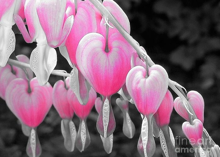 Bleeding Heart Greeting Card featuring the photograph Pink Hearts by Chad and Stacey Hall