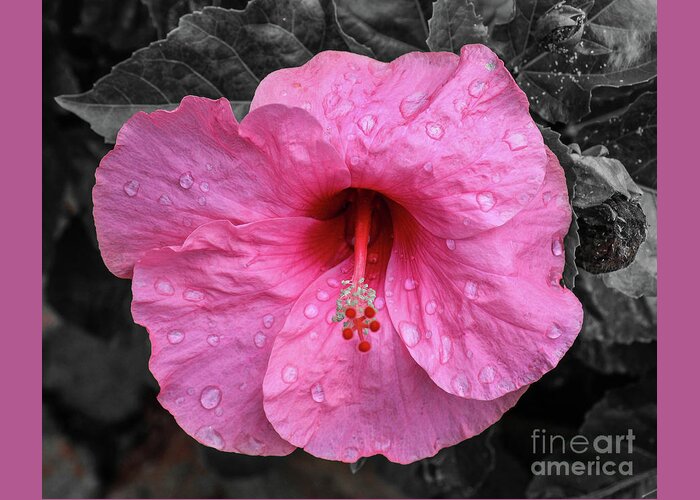 Flower Greeting Card featuring the photograph PInk Hibiscus by Barry Bohn