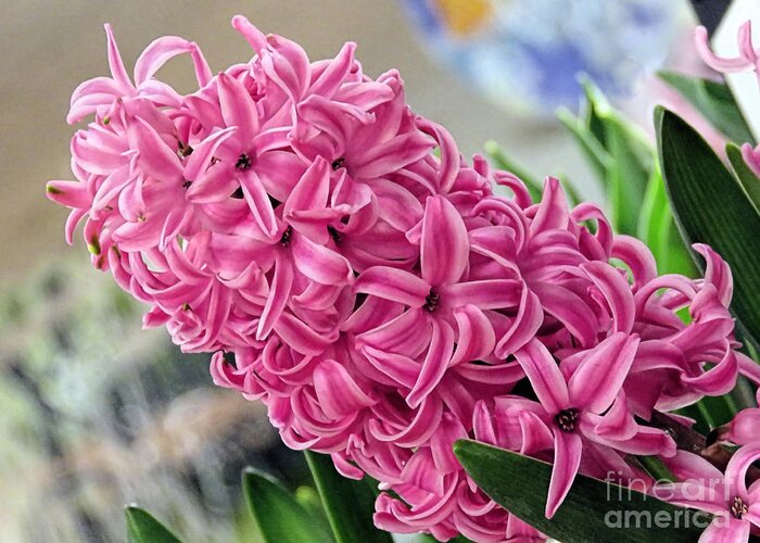Pink Hyacinth Greeting Card featuring the photograph Pink Hyacinth by Janice Drew