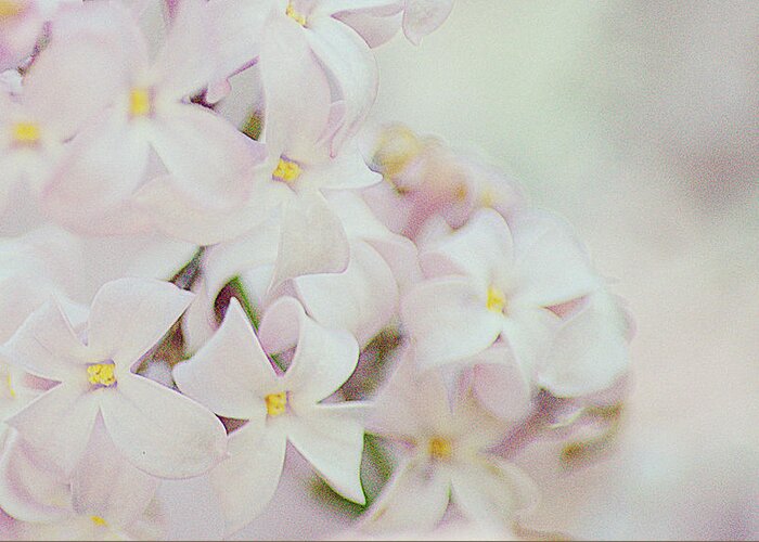 Art Greeting Card featuring the photograph Pink Lilacs by Joan Han