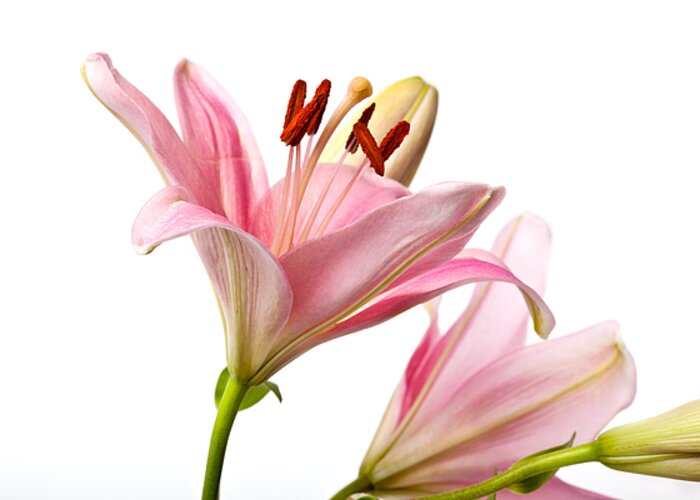 Lily Greeting Card featuring the photograph Pink Lilies 03 by Nailia Schwarz