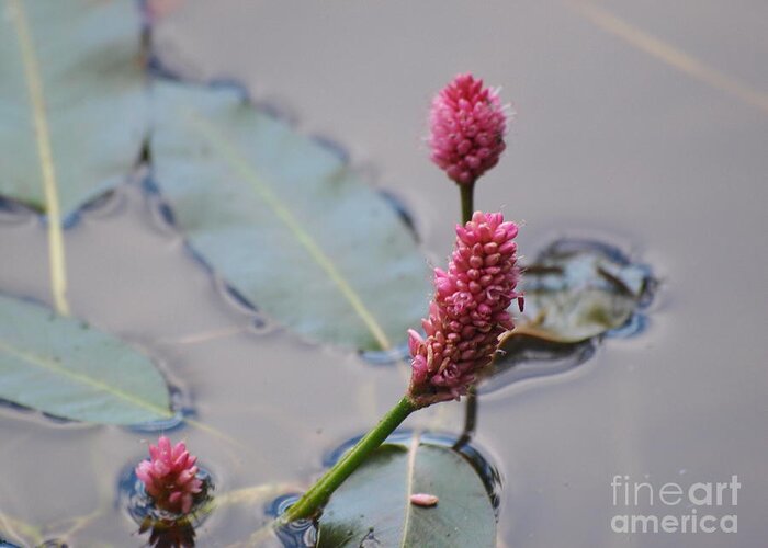 Pink Greeting Card featuring the photograph Pink Lily Pad by Vivian Martin