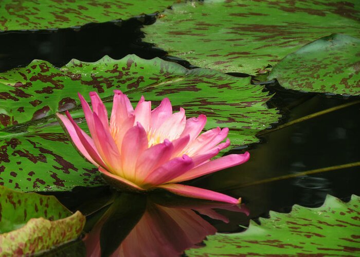 Waterlily Greeting Card featuring the photograph Pink Lily Reflection by Vijay Sharon Govender