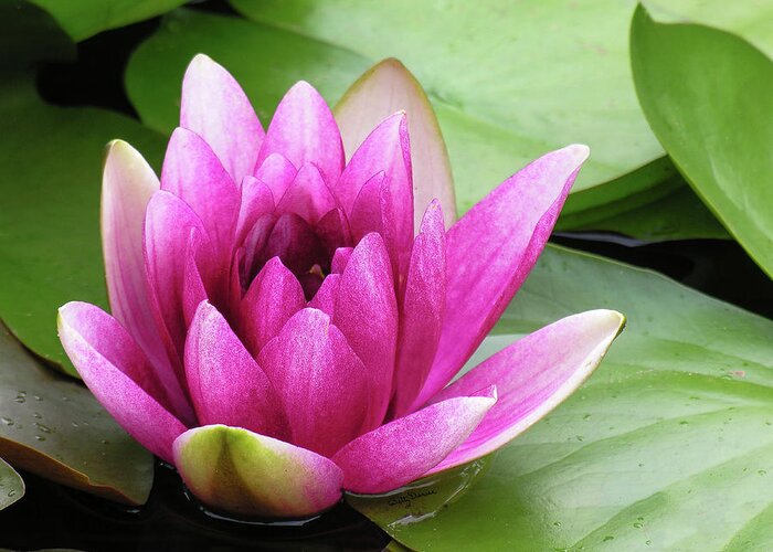 Flowers Greeting Card featuring the photograph Pink Lotus Flower by Betty Denise