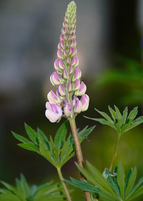 Pink Greeting Card featuring the photograph Pink Lupine by Jeff VanDyke