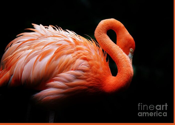 Pink Flamingo Greeting Card featuring the photograph Pink on Black by Julie Adair