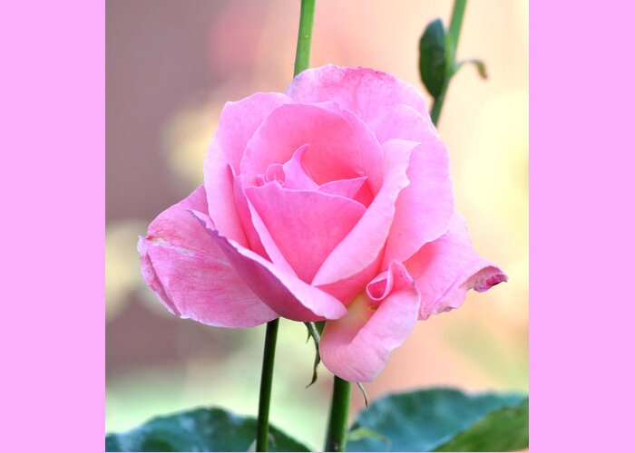 Flower Greeting Card featuring the photograph Pink On Pink Rose by Jay Milo