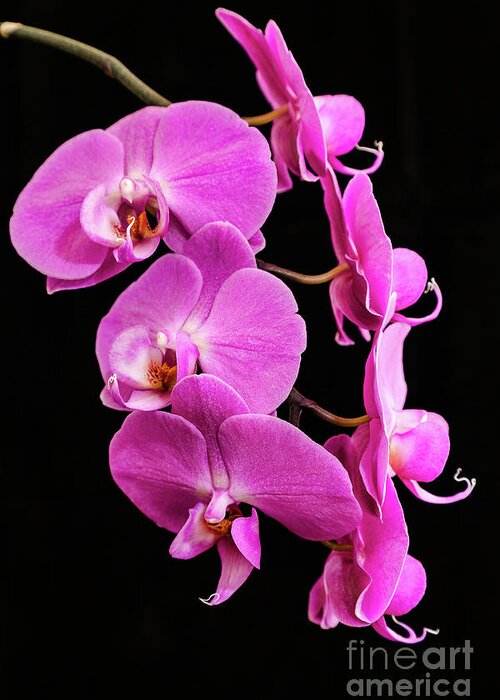 Pink Orchid Greeting Card featuring the photograph Pink Orchid with Black background by Andy Myatt