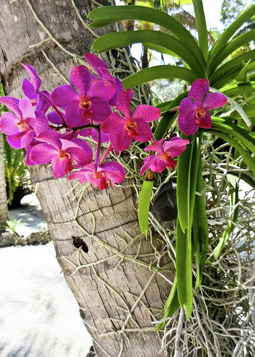 Pink Greeting Card featuring the photograph Pink Orchids on Palm Tree by Tony Grider
