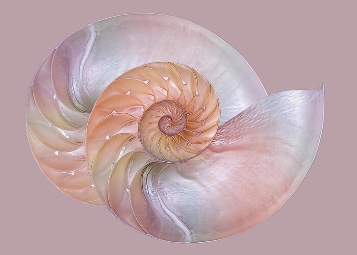 Nautilus Shell Greeting Card featuring the photograph Pink Pearlescent Nautilus Shells by Gill Billington