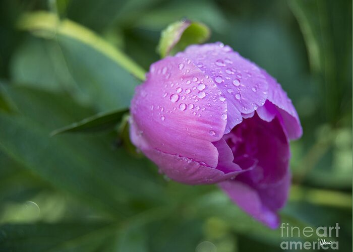 Pink Peony Greeting Card featuring the photograph Pink Peony by Alana Ranney