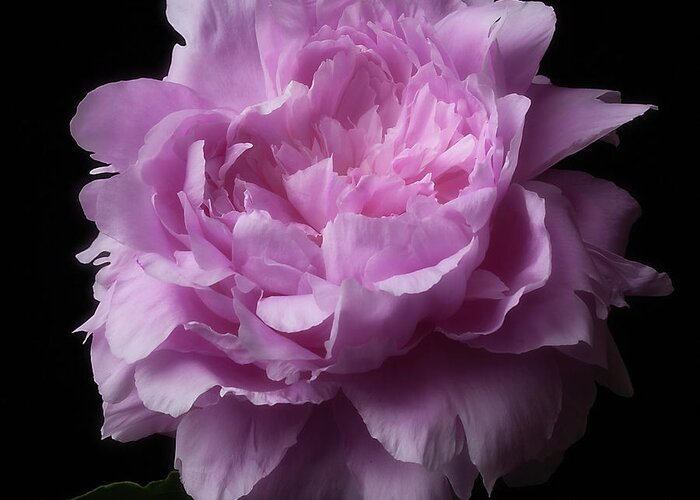 Flower Greeting Card featuring the photograph Pink Peony by Ann Jacobson