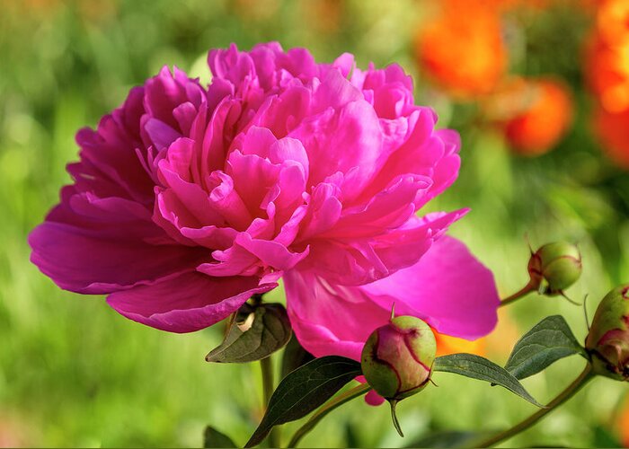 Beautiful Greeting Card featuring the photograph Pink Peony Flower Blossom by Teri Virbickis